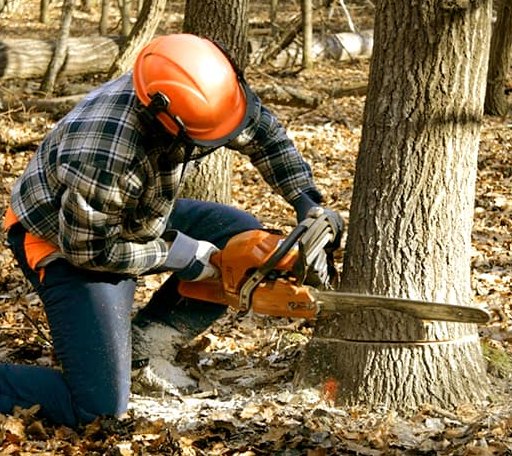 Tree Removal in Triadelphia, WV